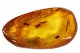 Detailed Fossil Fly, Springtail And Beetle In Baltic Amber #84649-3